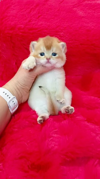 Дуже гарний котик золота шиншила. Шотландський прямовухий