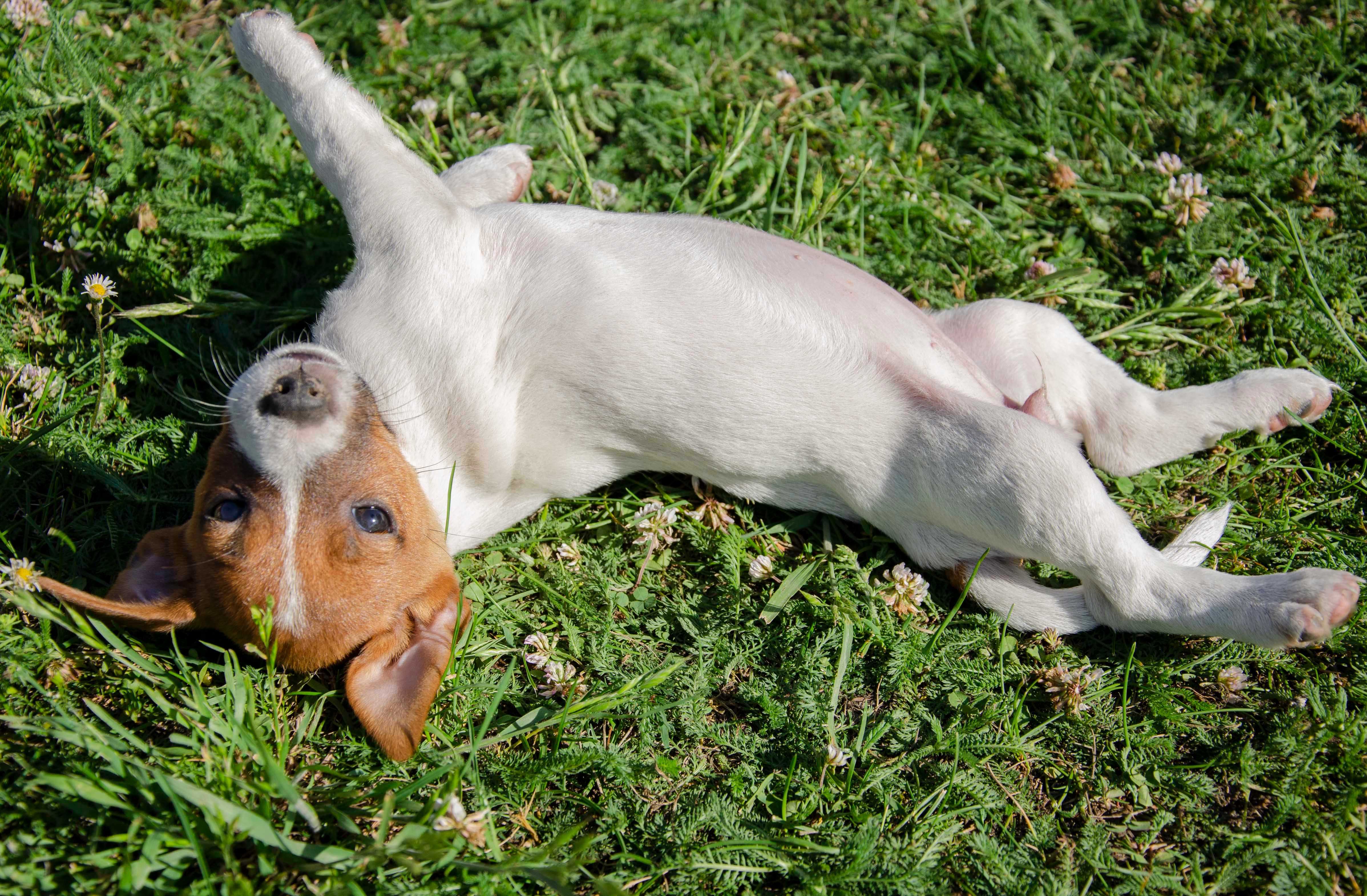 Suczka Dora Jack Russell Terrier
