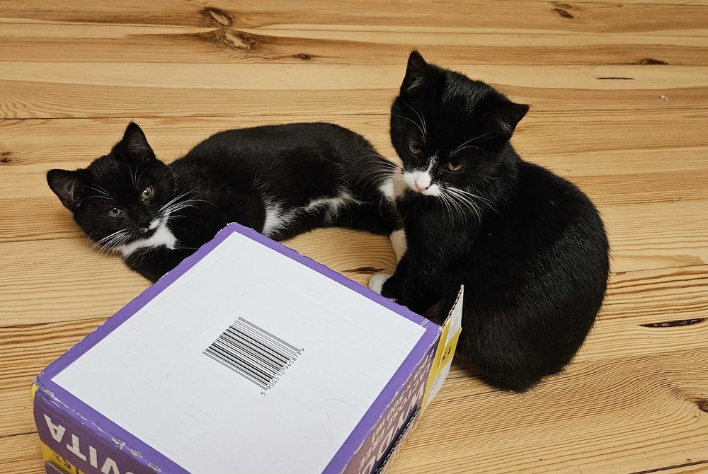 Szukamy domów dla trzech małych kotków