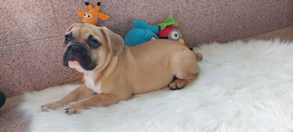 Bulldog francês menino