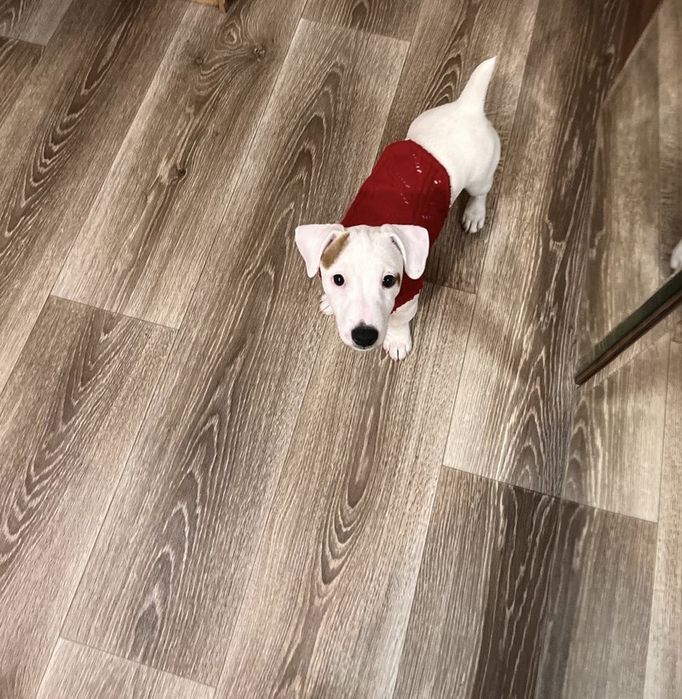 Красивая девочка джек рассел ищет маму