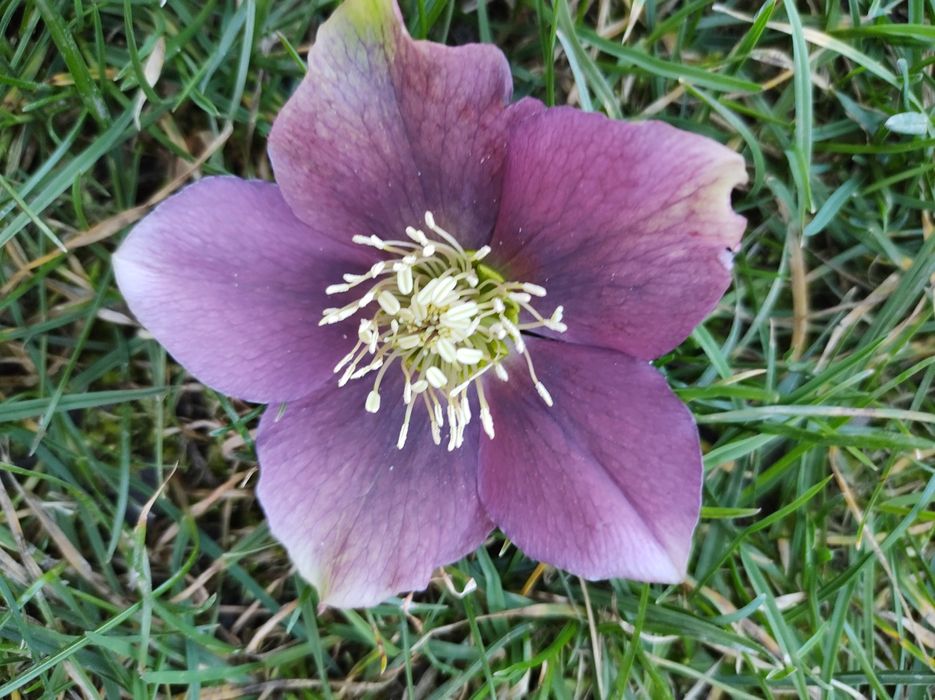 Ciemiernik fioletowy