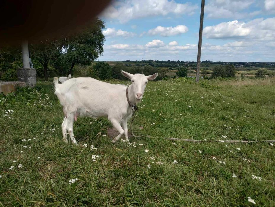 коза зааненської породи . вік - 3 роки