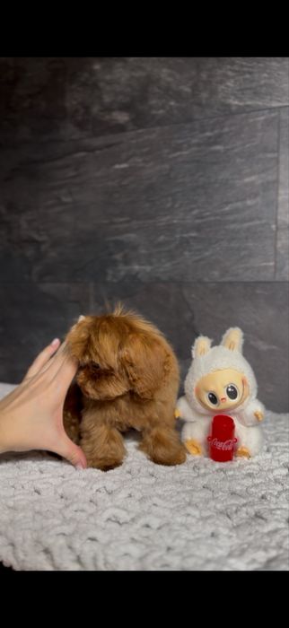 Мальчик Кавапу(мальтипу) Китай.Микро размер(до2,5кг).Редбраун,бебифейс