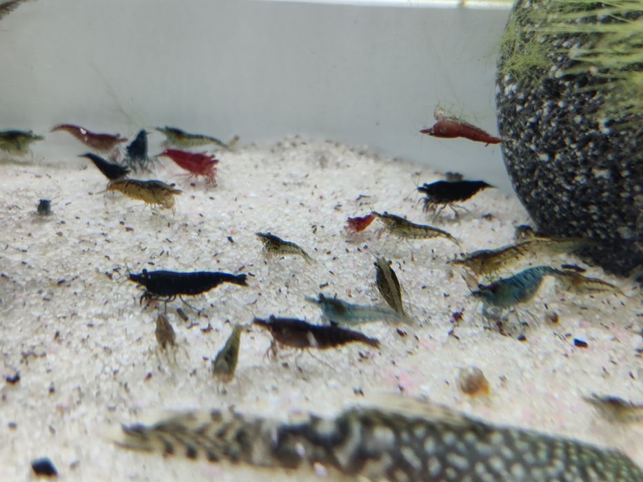Krewetki Neocaridina poselekcyjne po Blue Velvet i Sakura Red Wysyłka