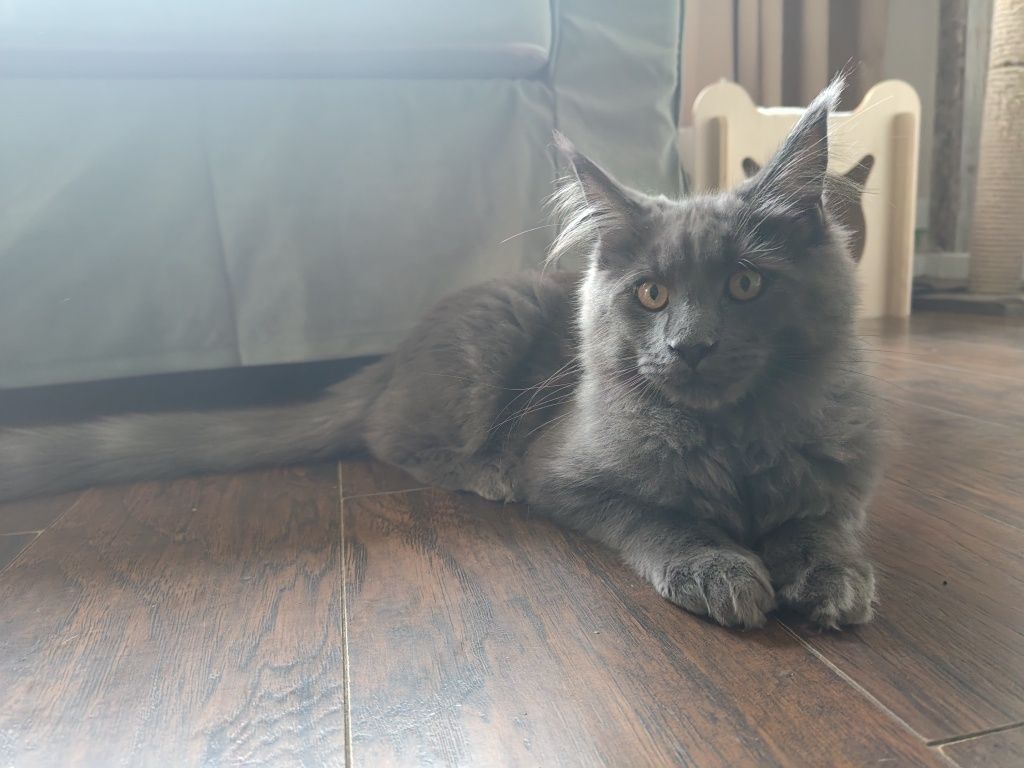 Maine coon Śliczna kotka