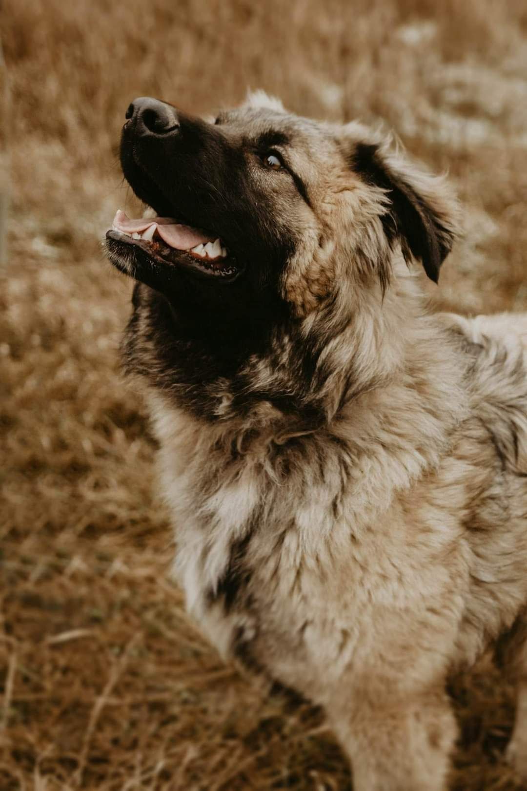 Przepiękny duży pies do adopcji