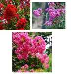 Lagerstroemia indyjska bez południa