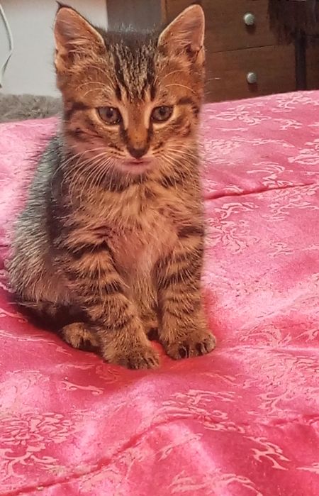 Кошенятко шукає люблячу родину