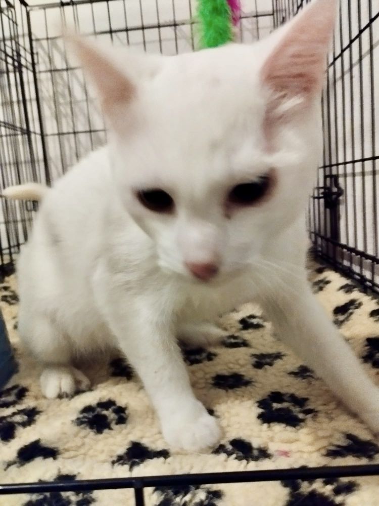 2 gatinhos bebés machos para adoção reaponsável