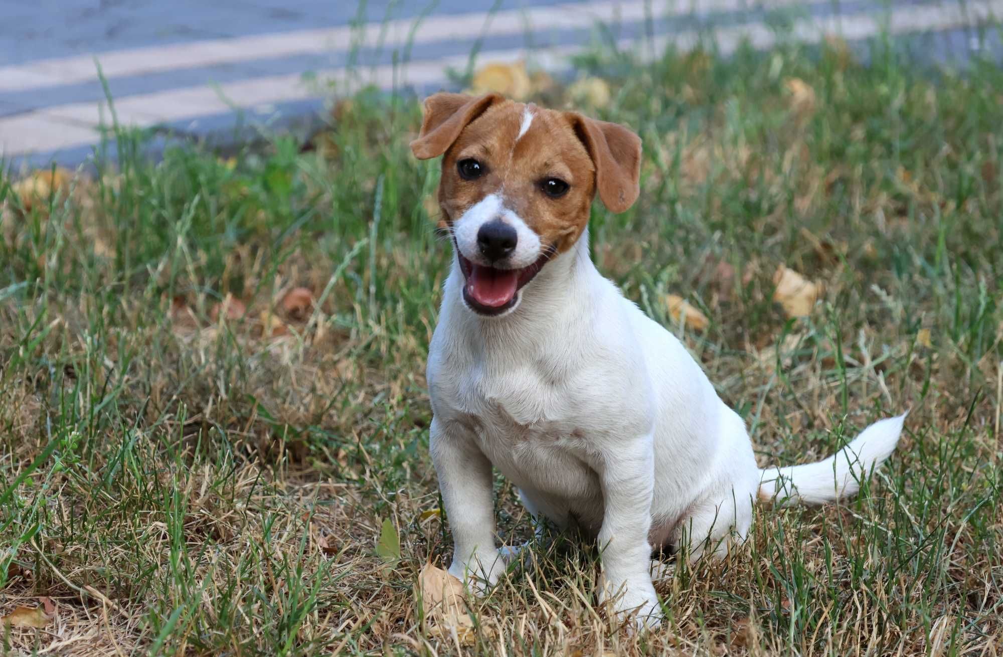 Sympatyczny , nieduży piesek Jack Russell Terrier ZKwP FCI