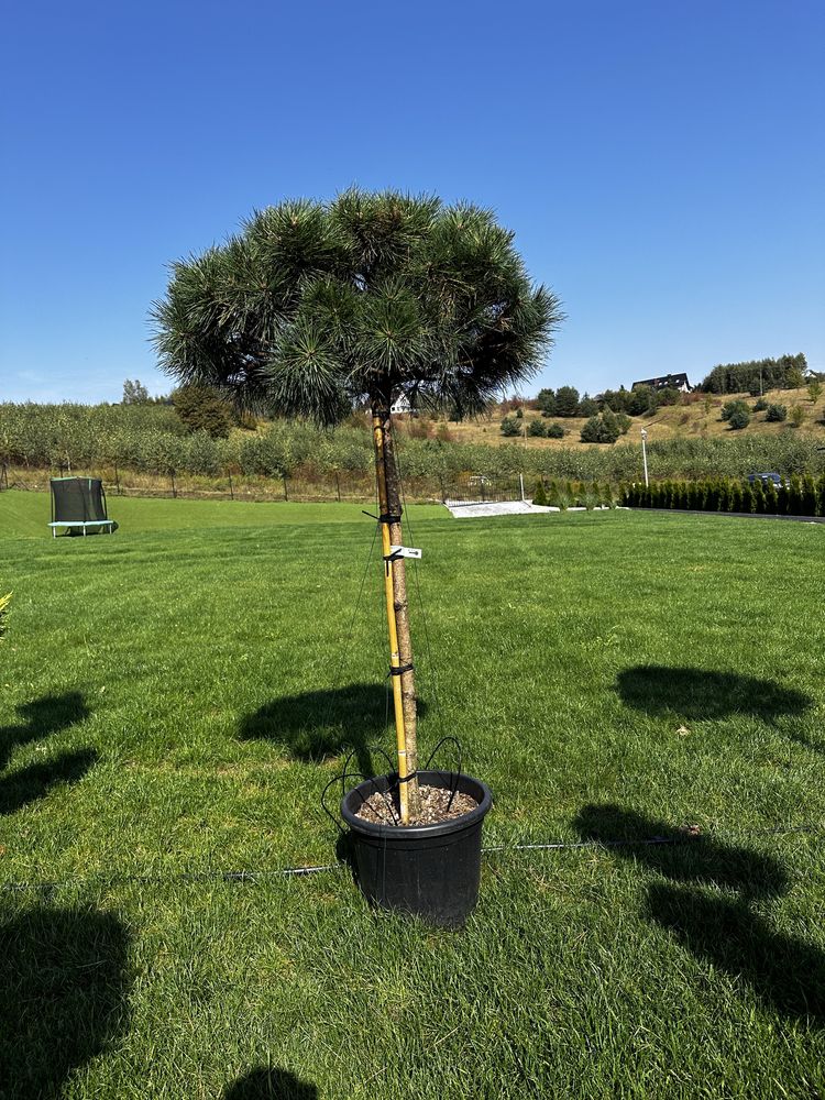 Sosna  na pniu , pinus nigra pierrick bregeon