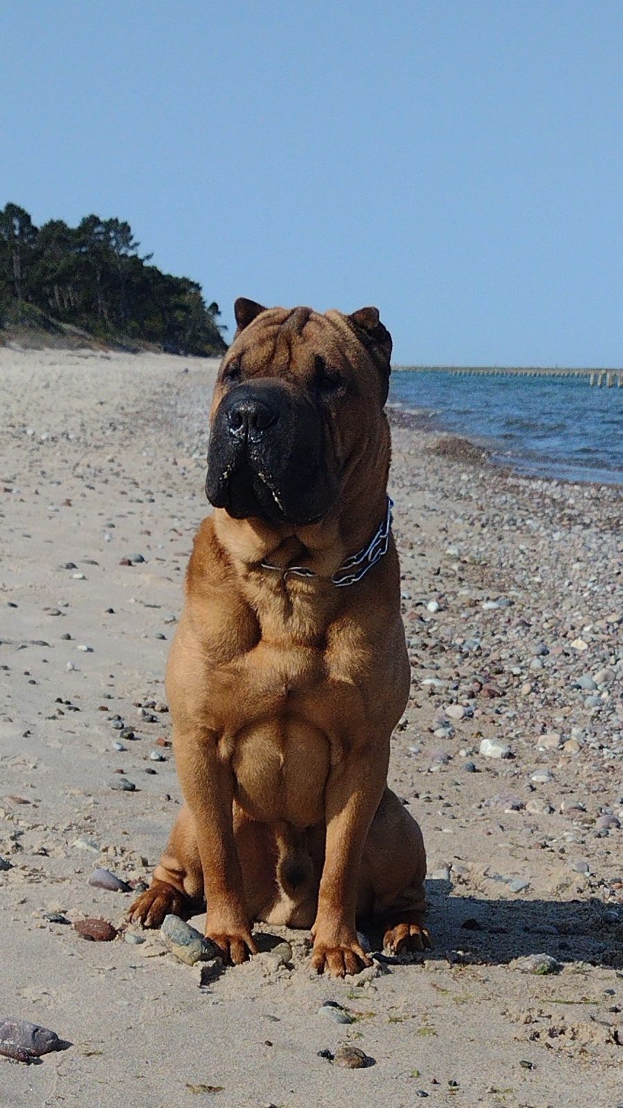 Reproduktor Shar Pei FCI ZKWP Champion Polski