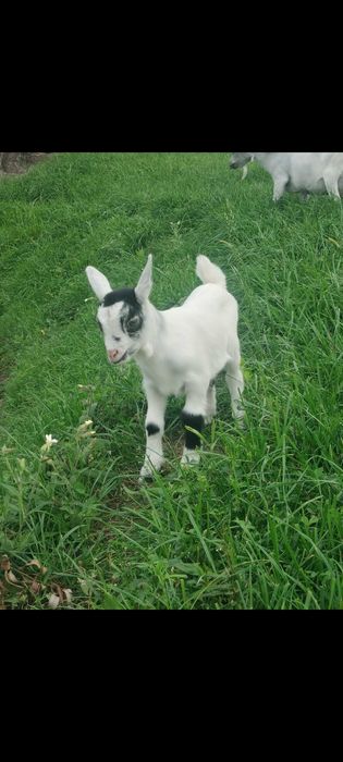 Koziołek miniaturka