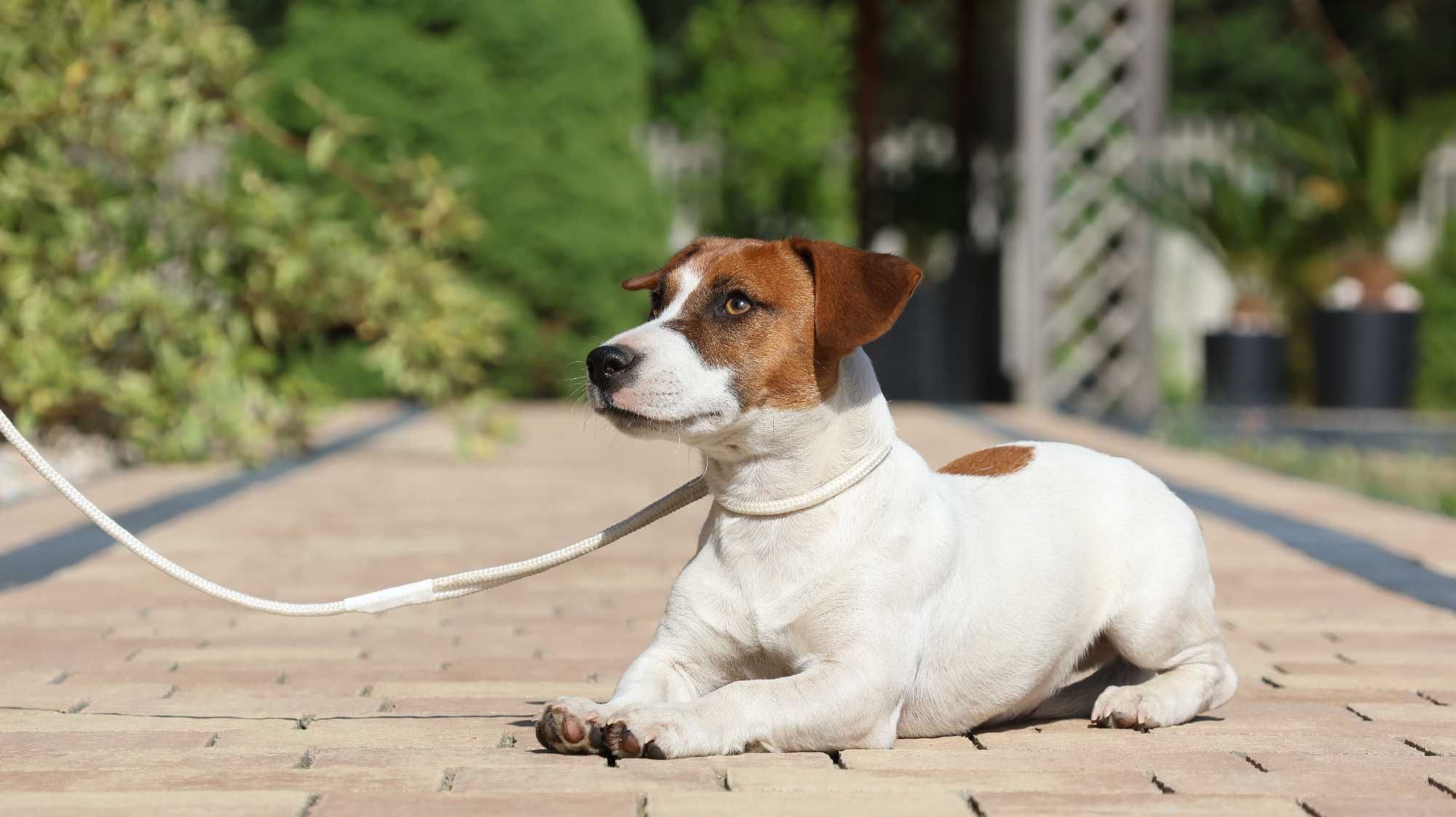 Jack Russell Terrier ZKwP FCI- piesek/badania genetyczne