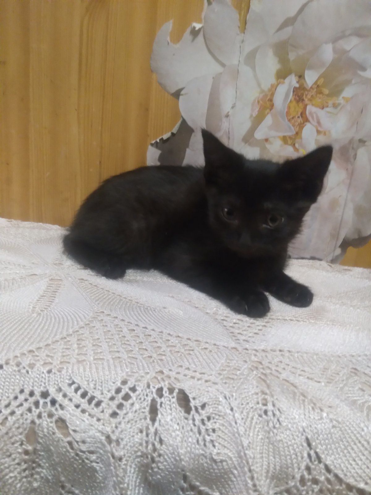 Продам шотландцив