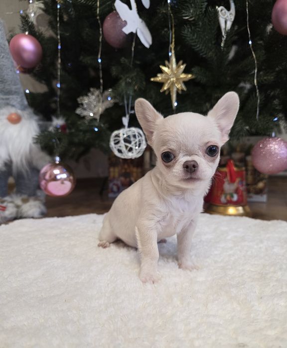 Неймовірні красунчики. Міні чихуахуа.