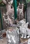 kotek Maine Coon rodowód FPL Felis Polonia