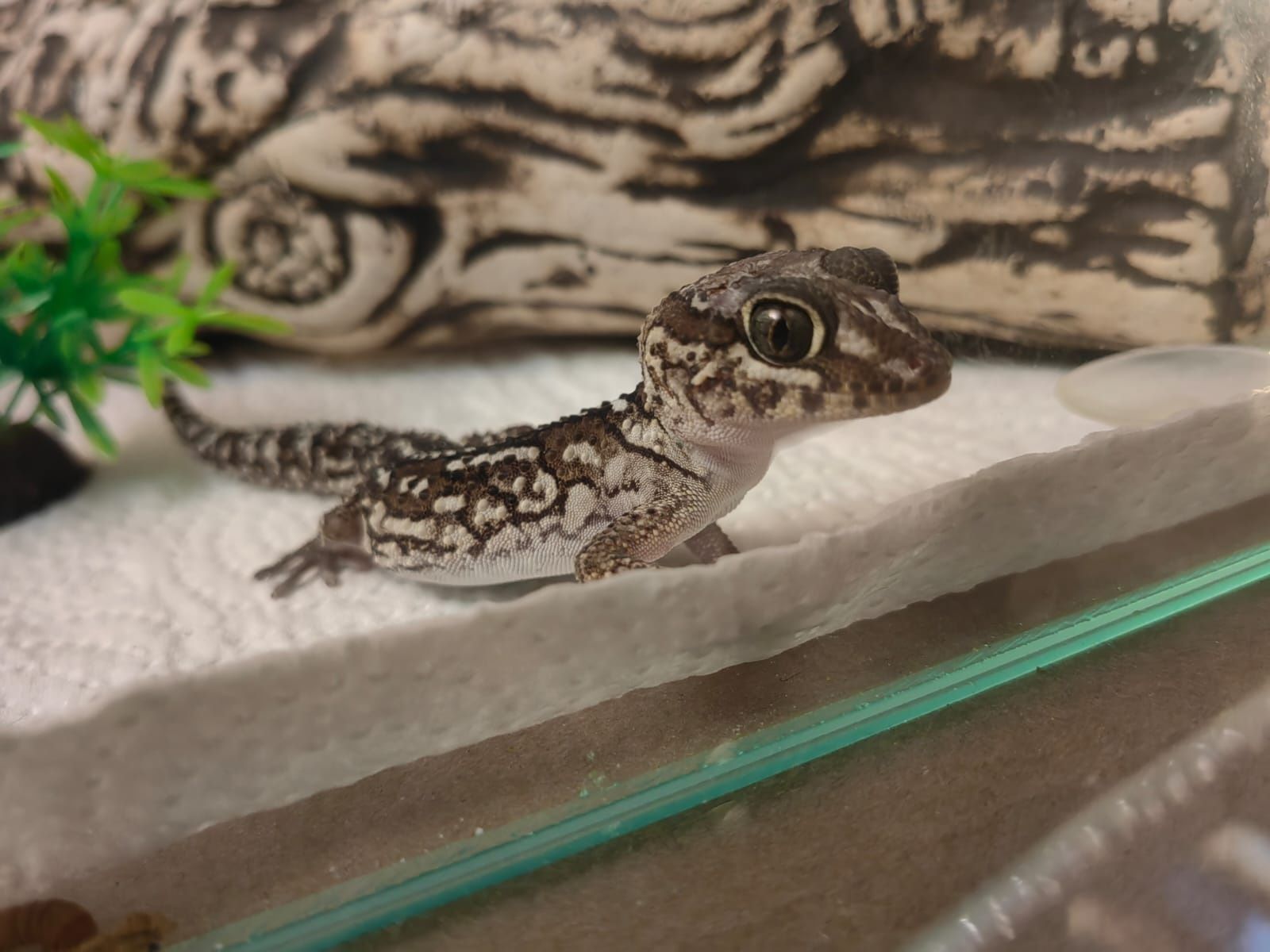 Gekon madagaskarski samiec