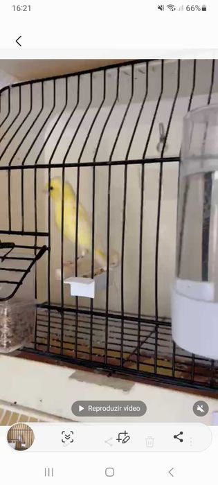 Canários irish fancy