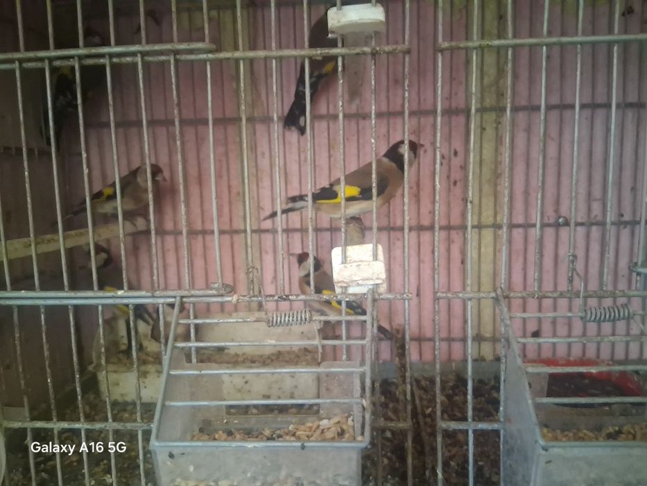 Vendo canarios   novos  10 eros