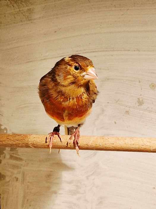 Kanarki Samce z 2025