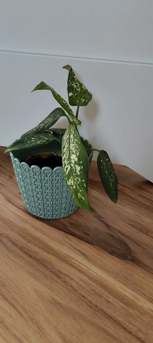 Difenbachia kwiat domowy