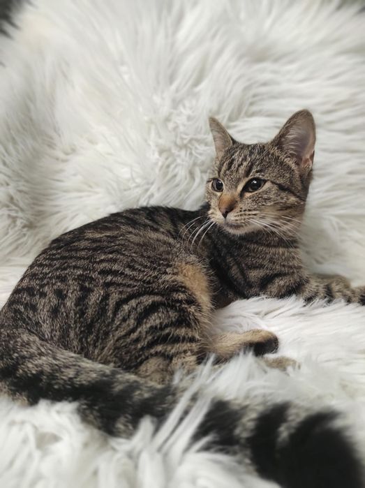 Oddam kotki w dobre ręce