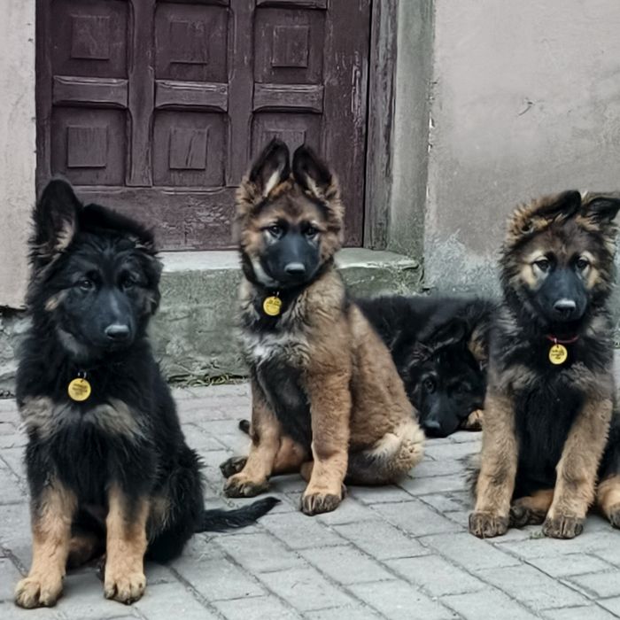 Szczeniak wilczasty owczarek niemiecki długowłosy