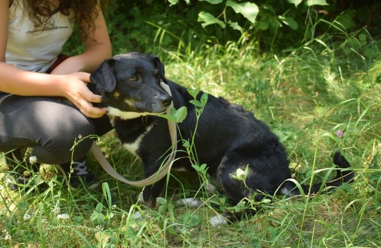 Kass- młodzutki piesek poleca się do adopcji