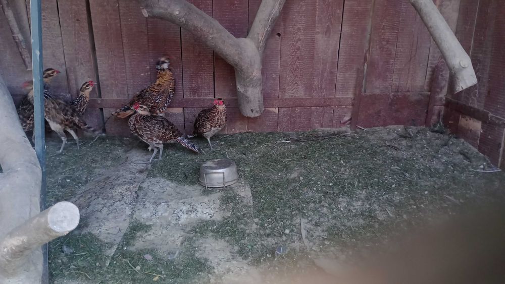 Sprzedam piękne bażanty