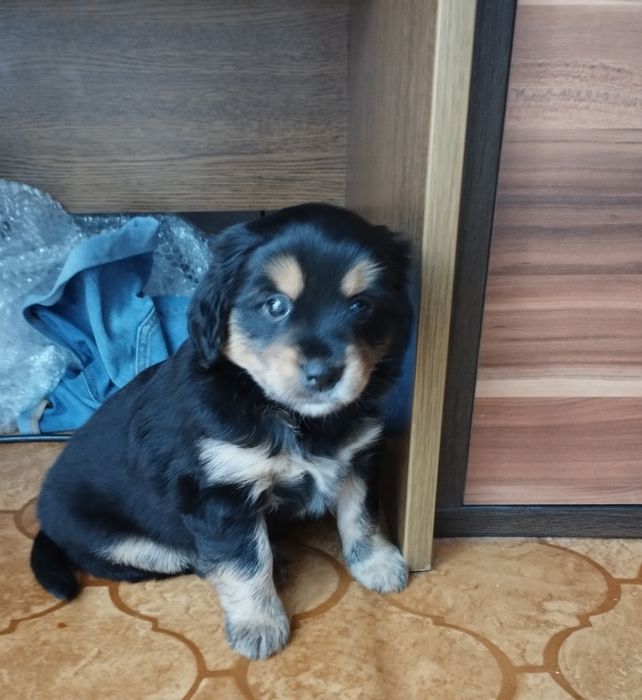 Oddam pieski za darmo