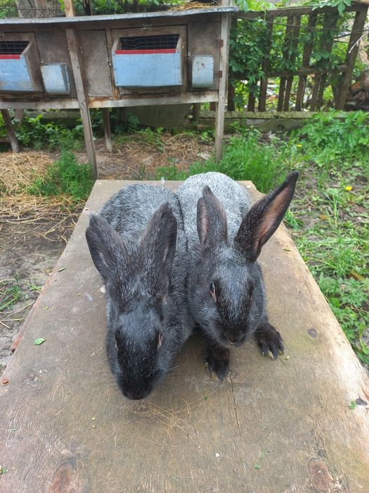 Кролиці Полтавське срібло