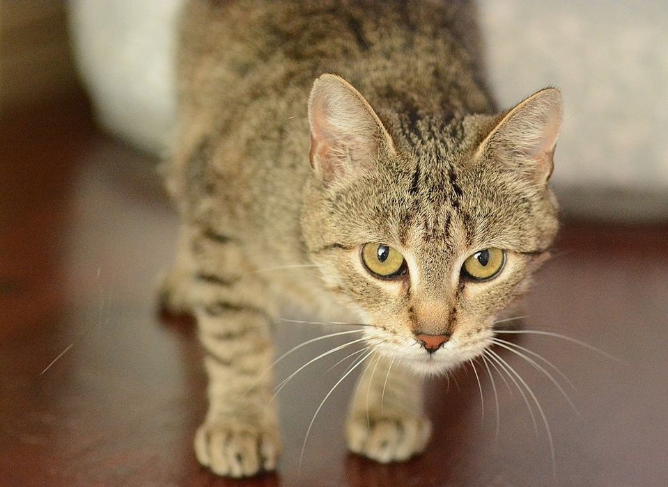 Kotka kochająca człowieka i inne kotki