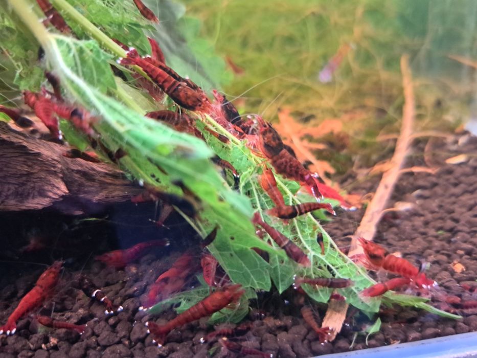Krewetki caridina Red Ruby