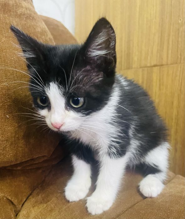 Кошеня шукає родину