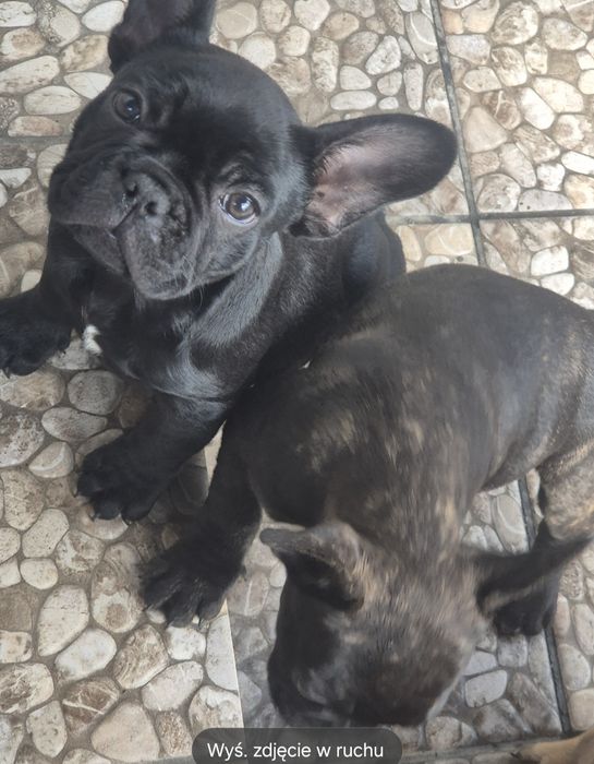 Buldog francuski czarny
