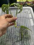 monstera monkey i inne