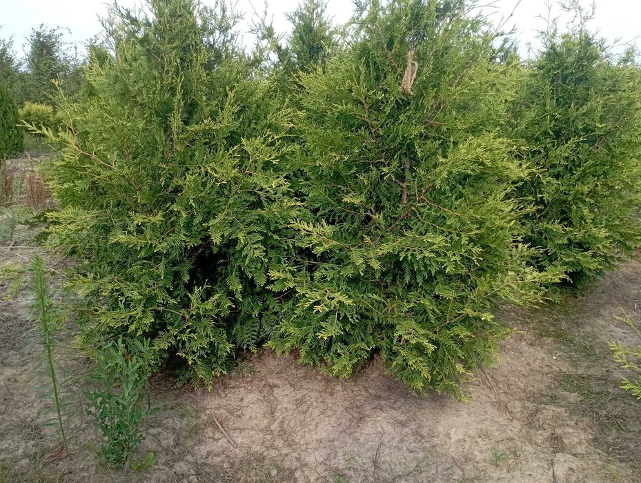 Tuja duże tuje aureospicata nie brabant szmaragd, dowóz