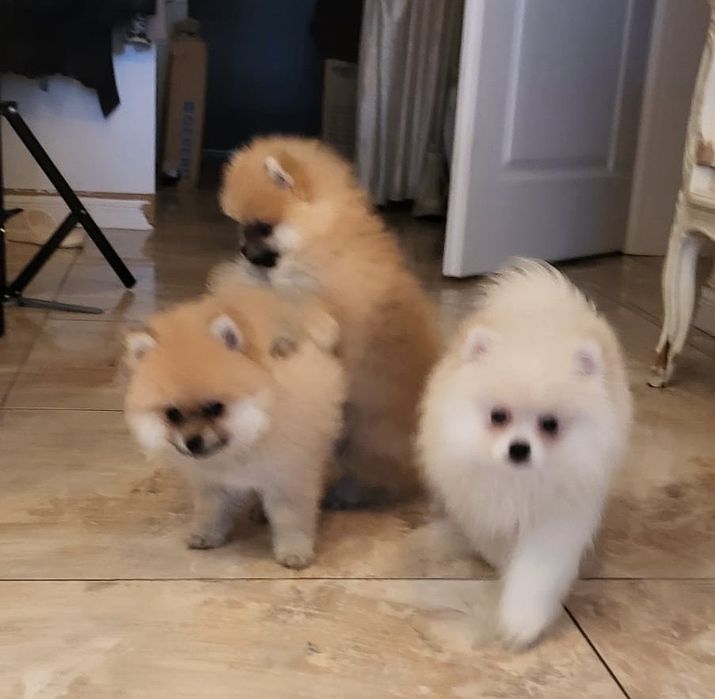 Szpic miniaturowy pomeranian suczka biała-cream