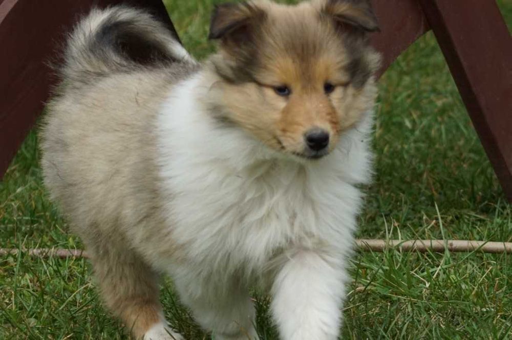 Owczarek Szkocki Collie Piesek