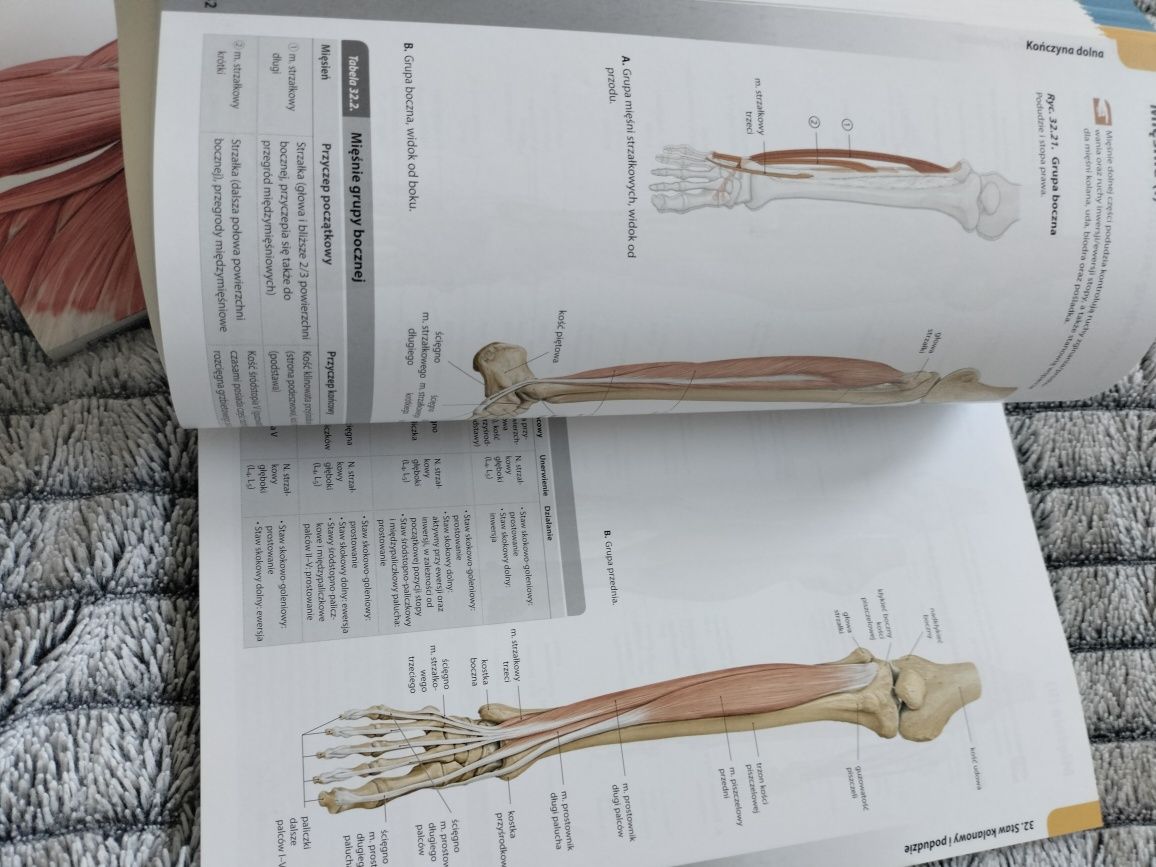 Atlas anatomii gilroy tom 1 i 2