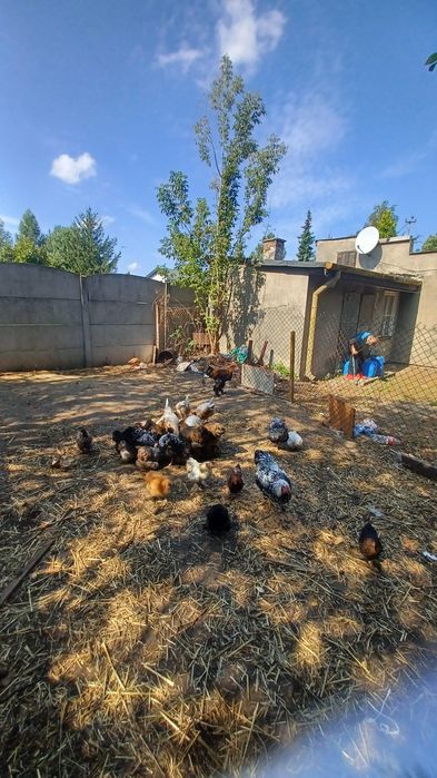 Sprzedam kury różne rasy