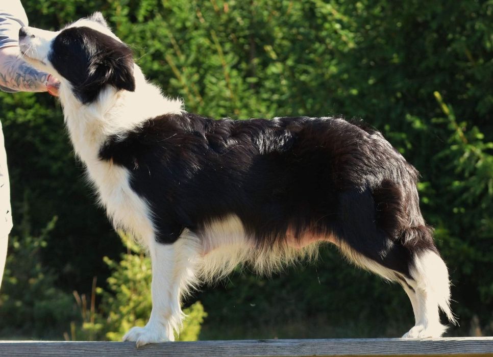 Piękny PIESEK border collie z metryką ZWIĄZKU Kynologicznego w Polsce.