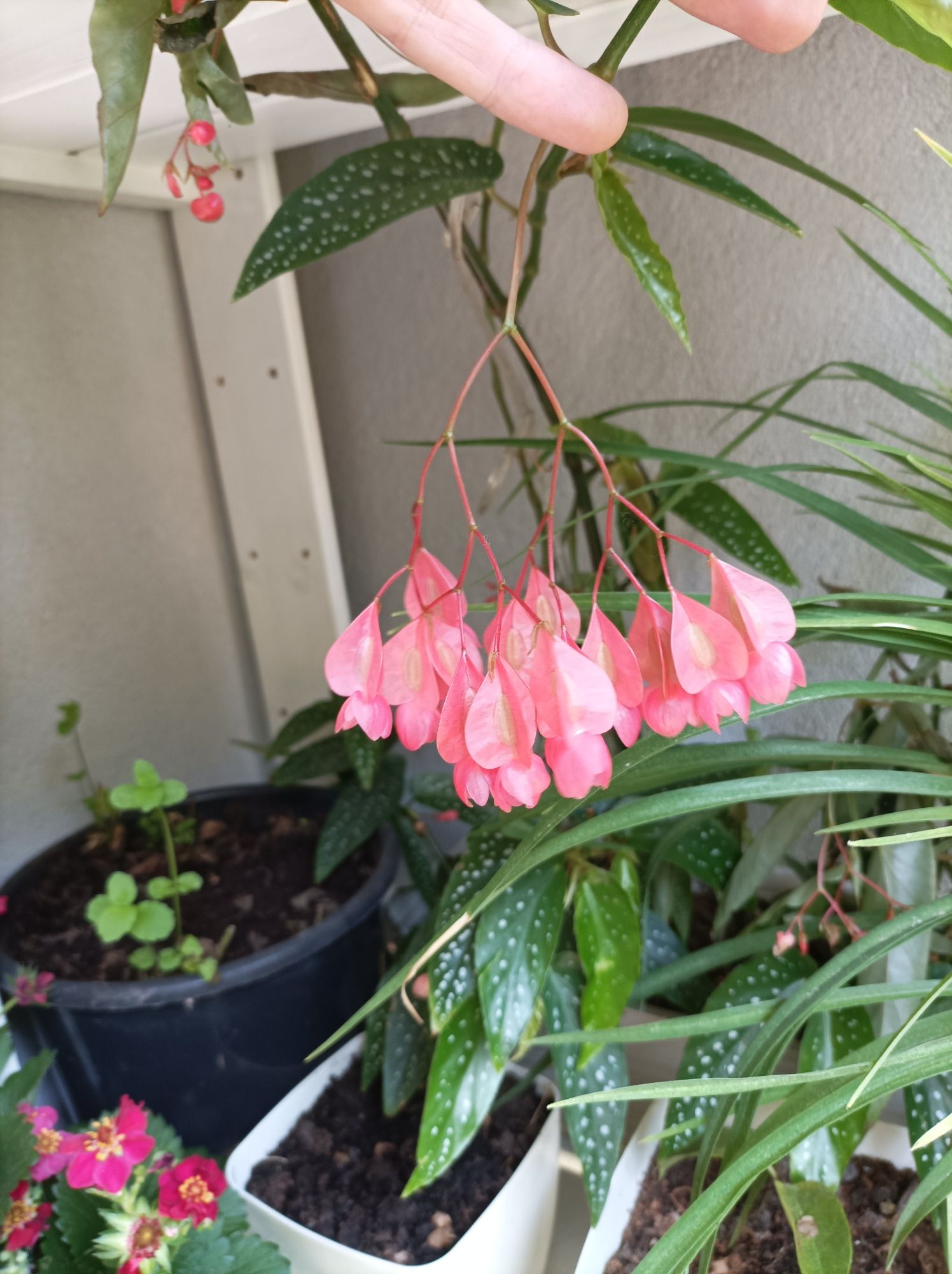 Begonia maculata Tamaya. Sadzonka