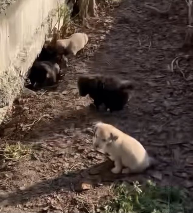 Цуценята виживають в ямі