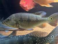 Cichla orinocensis 30cm