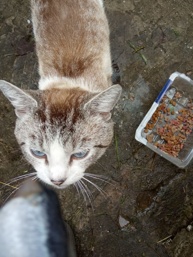 Молодий гарний котик-  муркотун Луїс Корвалол з блакитними очима шукає