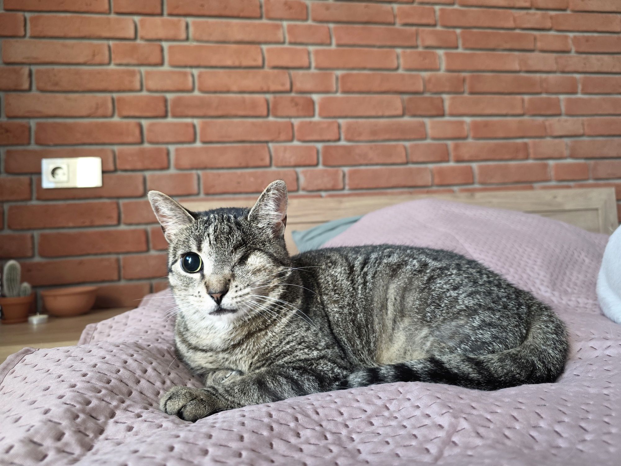 Grażynka kotka do adopcji 3 lata