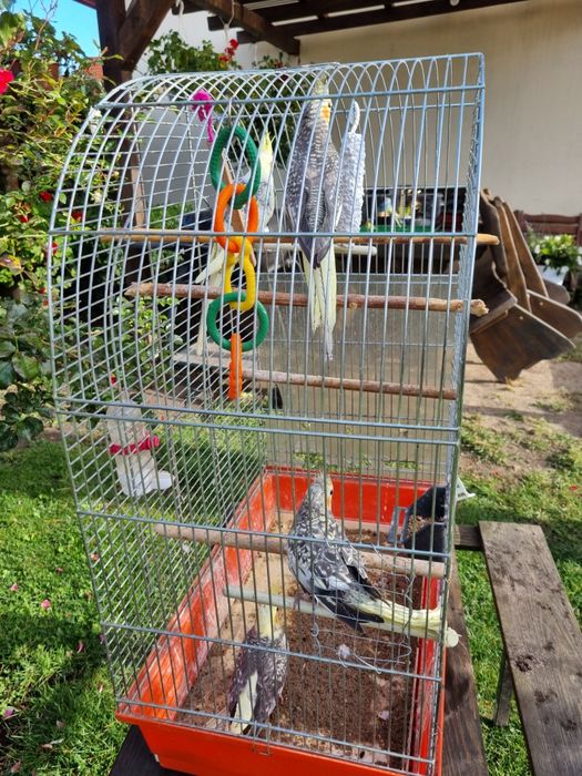 Papugi Nimfy Piękne